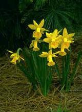 daffodilnarcissus.jpg