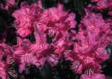 subgenusrhododendron.jpg